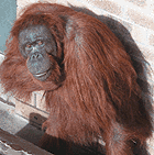 orangutan