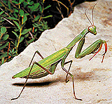 mantis