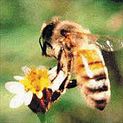 abeja