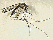 mosquito