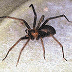 ara&ntilde;a rincon