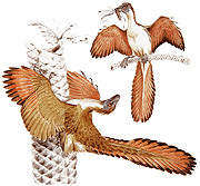 archaeopteryx