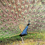 pavo real