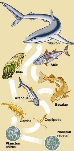 piramide alimenticia