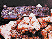 saltarines del fango