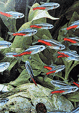 peces