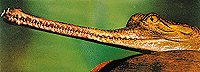 gavial