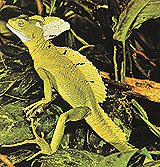 Iguana