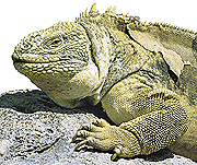 Iguana Portada