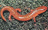 salamandra