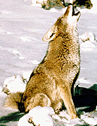 coyote