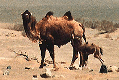 camellos