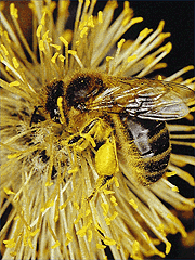 abeja