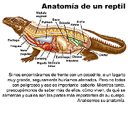 reptil