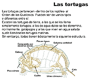 tortuga