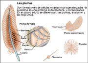 plumas