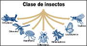 insectos