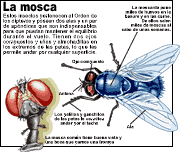 mosca