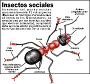 hormigas