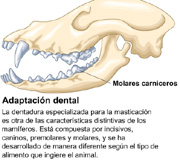 dentadura