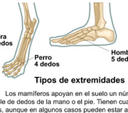 extremidades