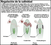 regulacion