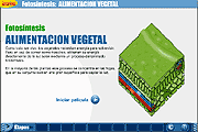 alimentacion