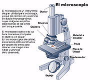 microscopio