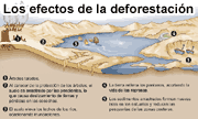 deforestacion