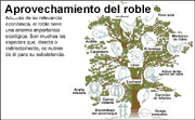 roble