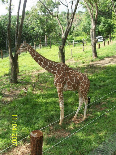 Jirafa, Zoologico Mayaguez, PR