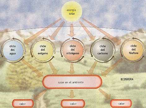 Figura 4-2 > Ciclo energtico del ecosistema
