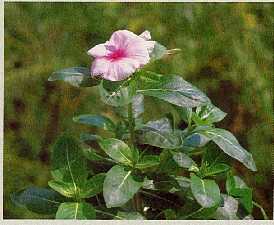 Figura 12-9 > Vincapervinca rosa (Catharantus roseus)