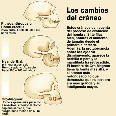 craneos