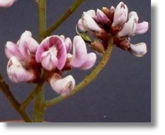 Flor del rbol de Moca